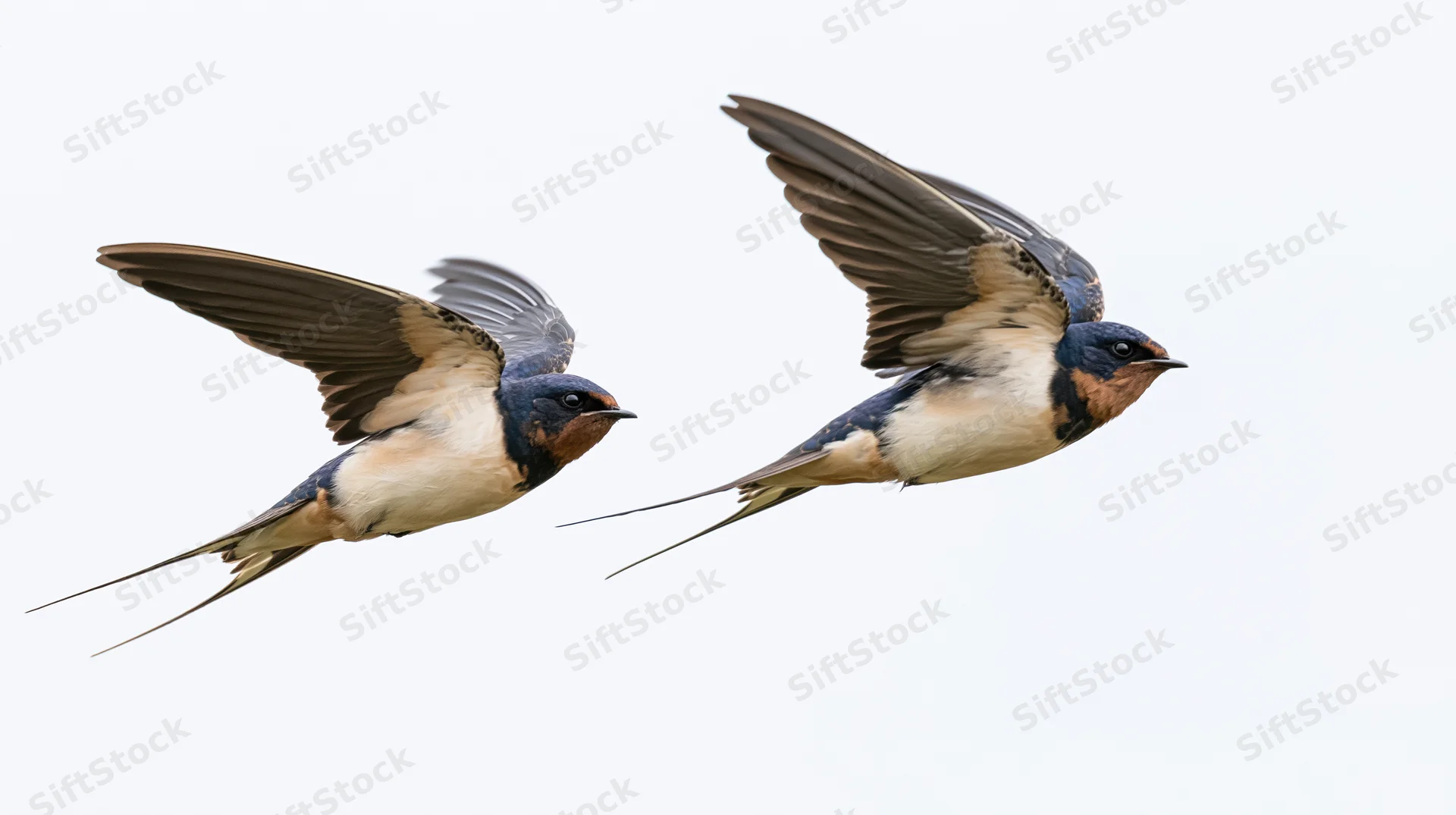 Two swallows in flight against a white background