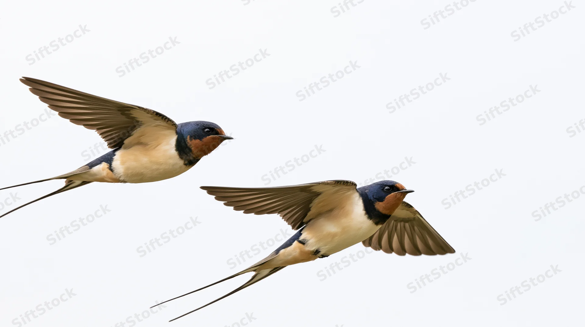 Two swallows in flight against a white background