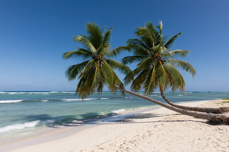 Two palm trees leaning over a sandy beach beside turquoise ocean waves under clear blue sky