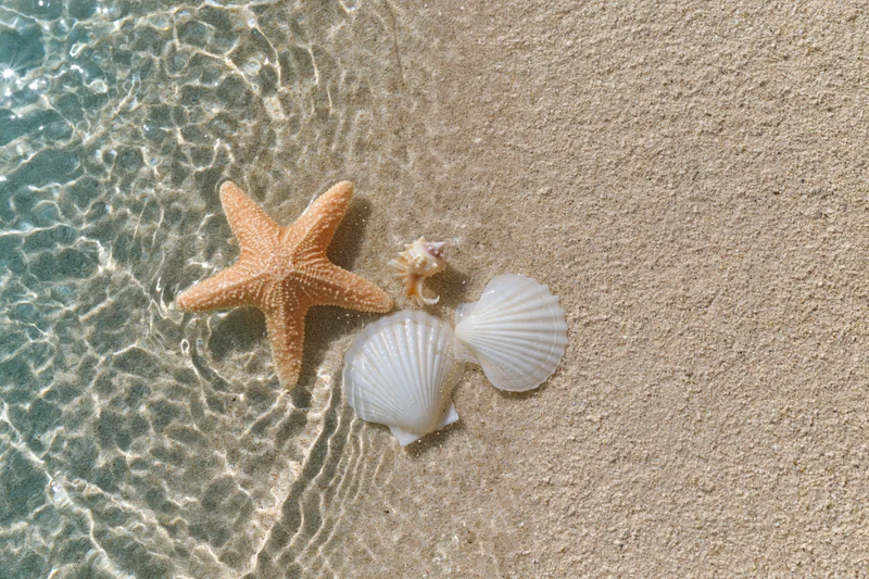 Starfish and seashells on sandy beach at water's edge