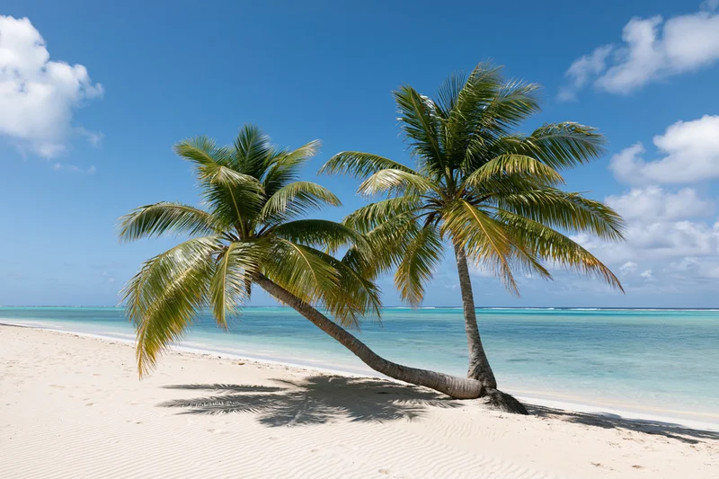 Two palm trees on a sandy beach beside turquoise ocean under blue sky