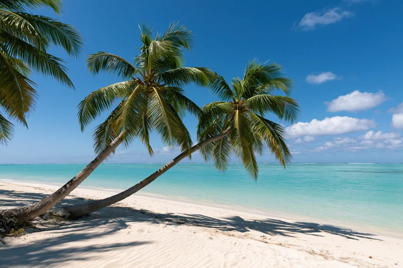 Palm trees leaning over white sand beach beside turquoise ocean under clear blue sky