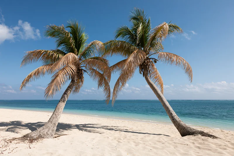 Two palm trees leaning on a sandy beach beside turquoise ocean under clear blue sky