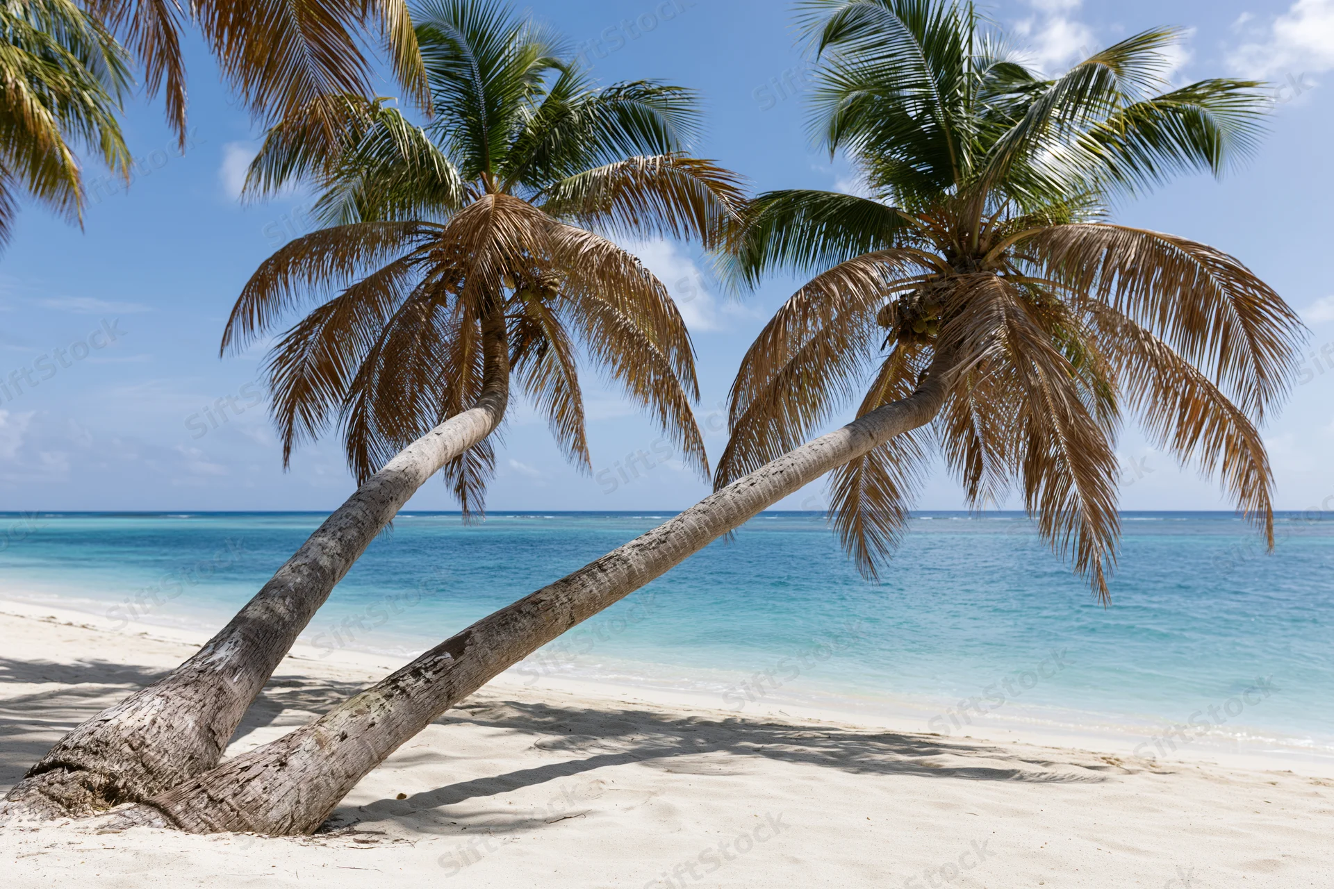 Two leaning palm trees on a sandy beach beside turquoise ocean under clear blue sky