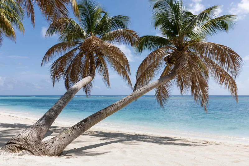Two leaning palm trees on a sandy beach beside turquoise ocean under clear blue sky