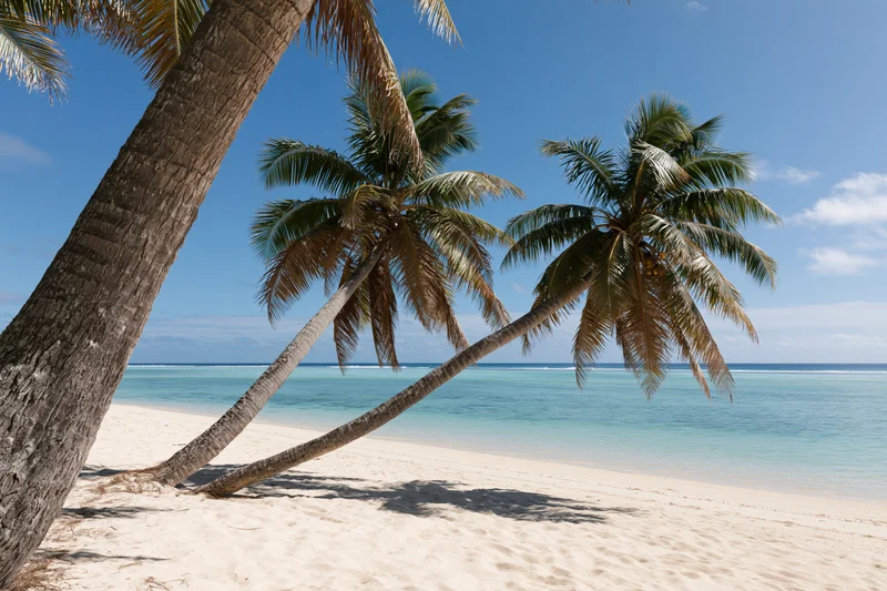 Palm trees leaning over white sand beach beside turquoise ocean under blue sky