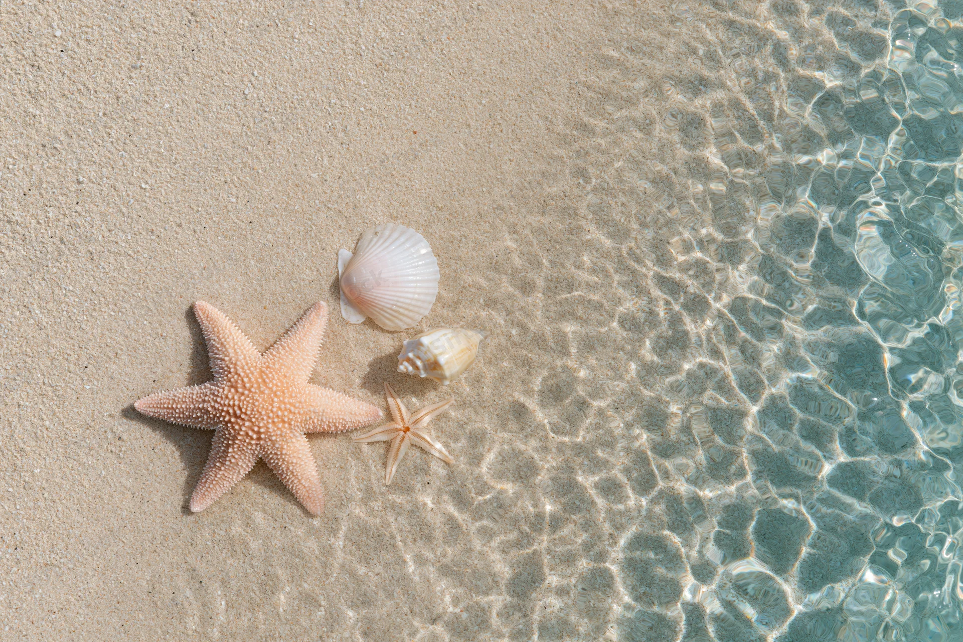 Starfish and seashells on sandy beach beside clear shallow water