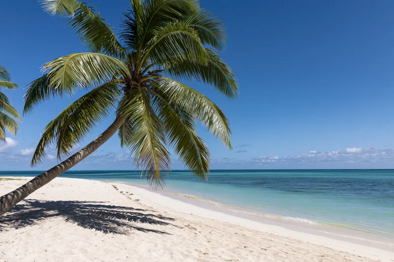 Palm tree leaning over white sand beach beside turquoise ocean under clear blue sky