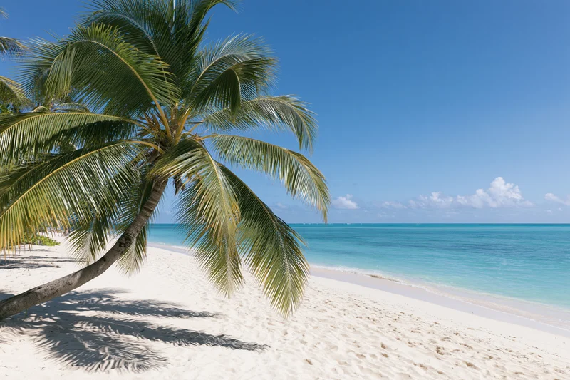 Palm tree leaning over white sand beach beside turquoise ocean under clear blue sky