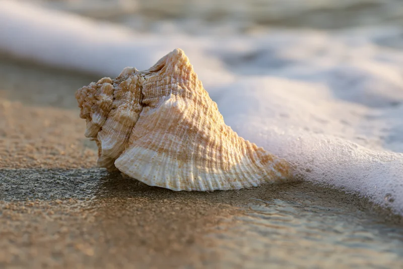 Seashell resting on wet sand with ocean foam washing over it at beach shoreline