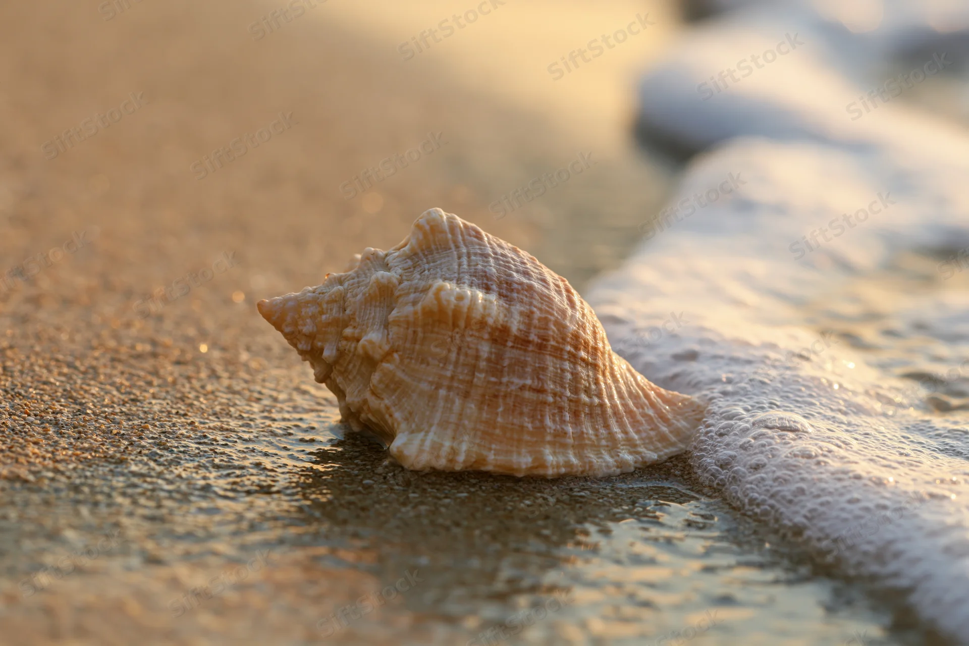 Seashell resting on wet sand at shoreline with foamy wave approaching during golden hour