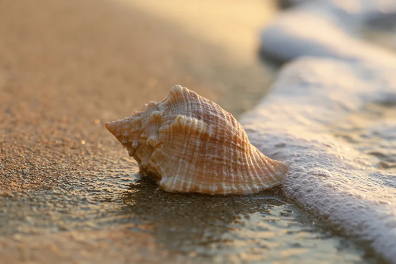 Seashell resting on wet sand at shoreline with foamy wave approaching during golden hour