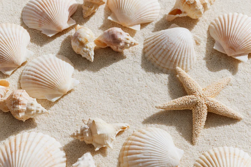 Seashells and a starfish scattered on sandy beach under sunlight