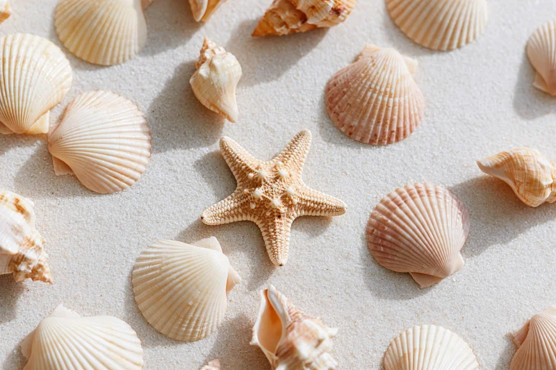 Starfish and seashells scattered on sandy surface in flat lay arrangement