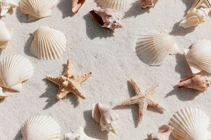 Starfish and seashells scattered on sandy beach under sunlight