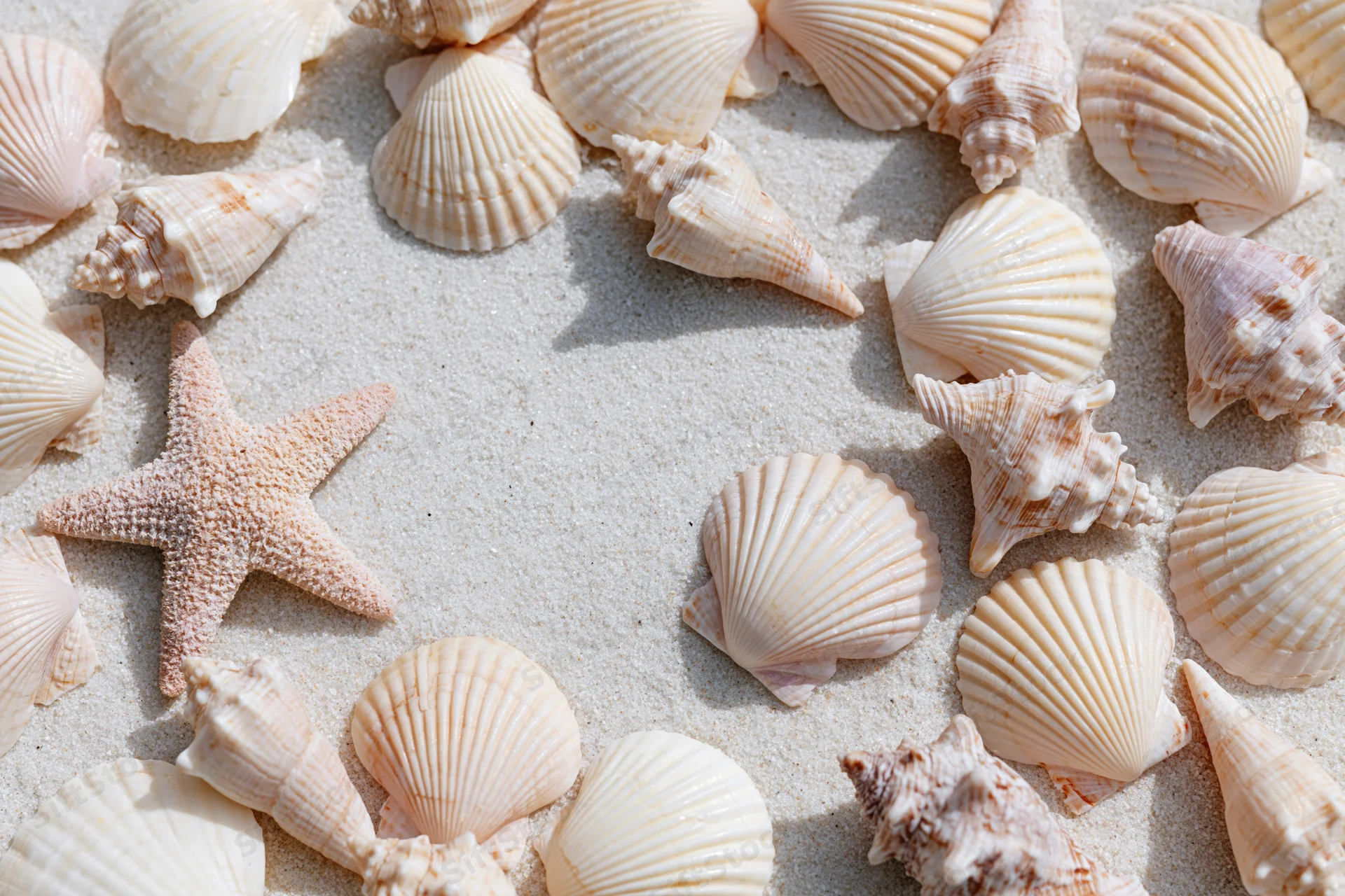 Seashells and a starfish arranged on sand in a flat lay view