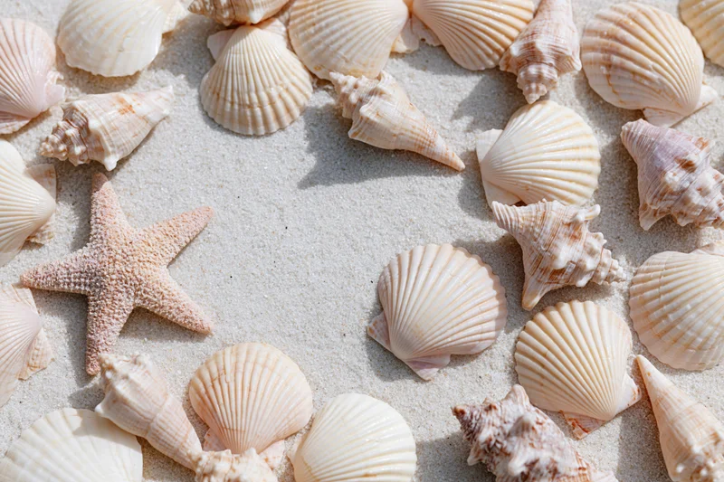 Seashells and a starfish arranged on sand in a flat lay view