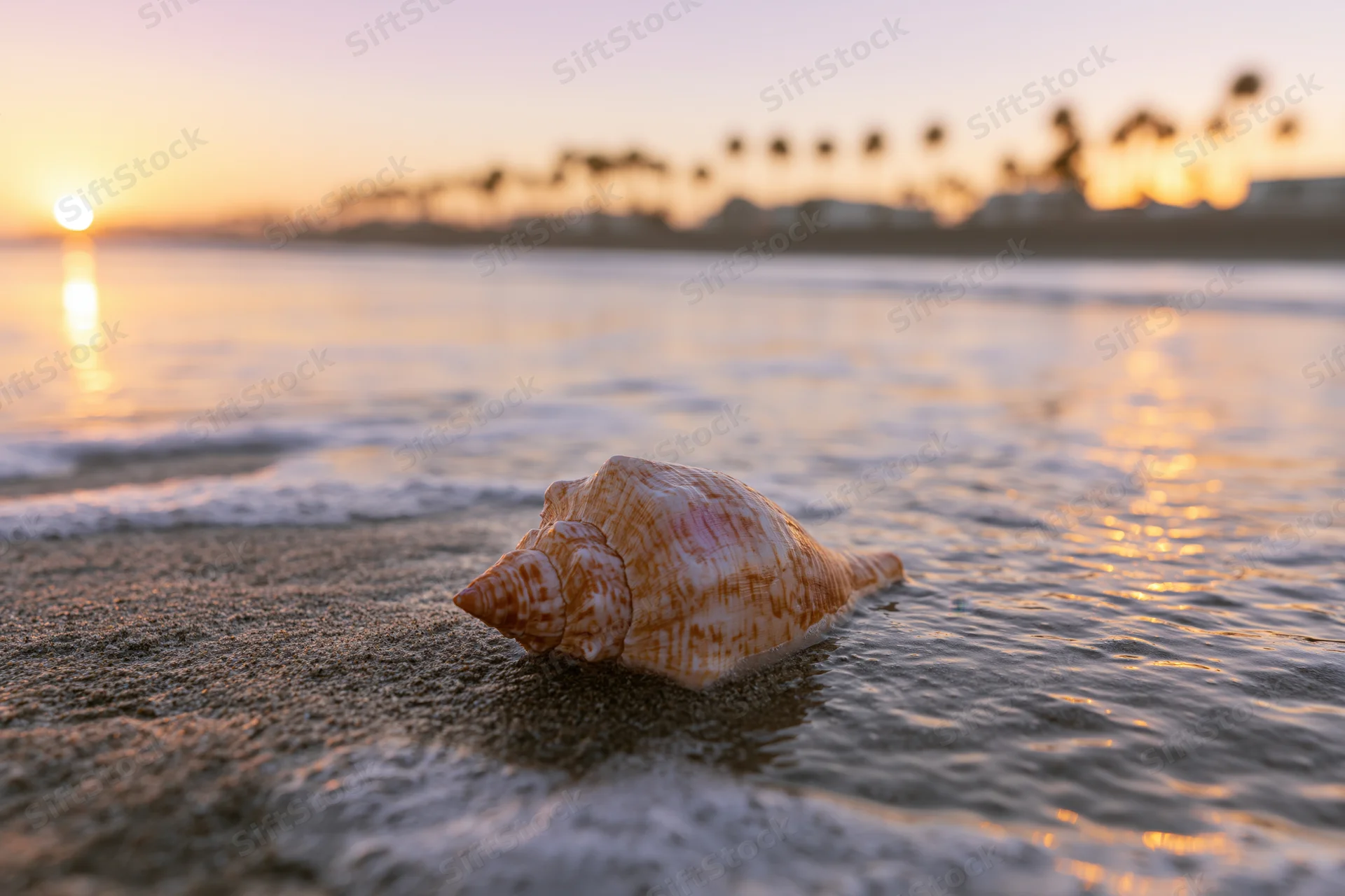 Seashell resting on wet sand at beach during sunset with ocean waves and palm trees in background