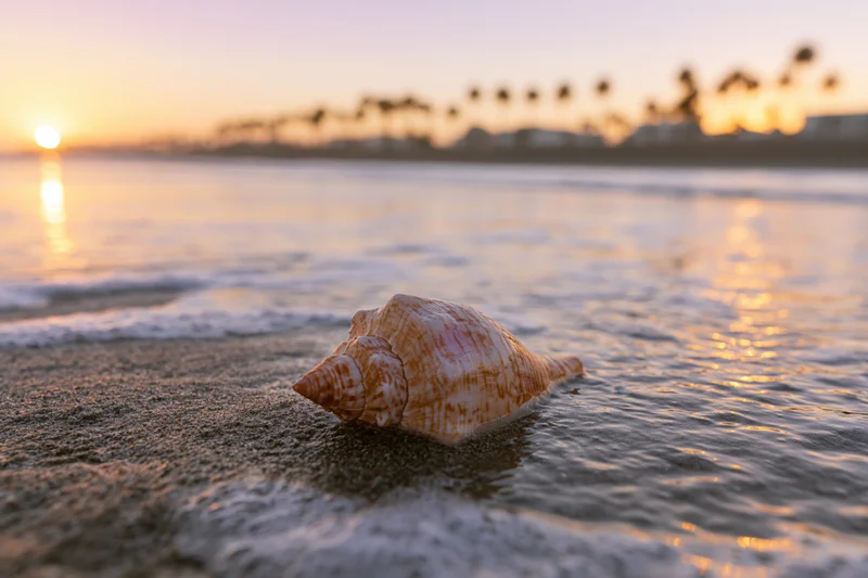 Seashell resting on wet sand at beach during sunset with ocean waves and palm trees in background