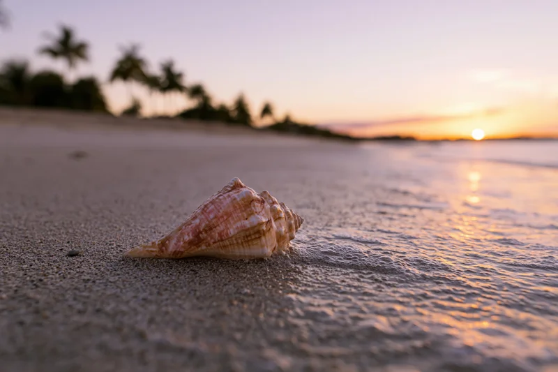 Seashell resting on sandy beach at sunset with palm trees and ocean in background