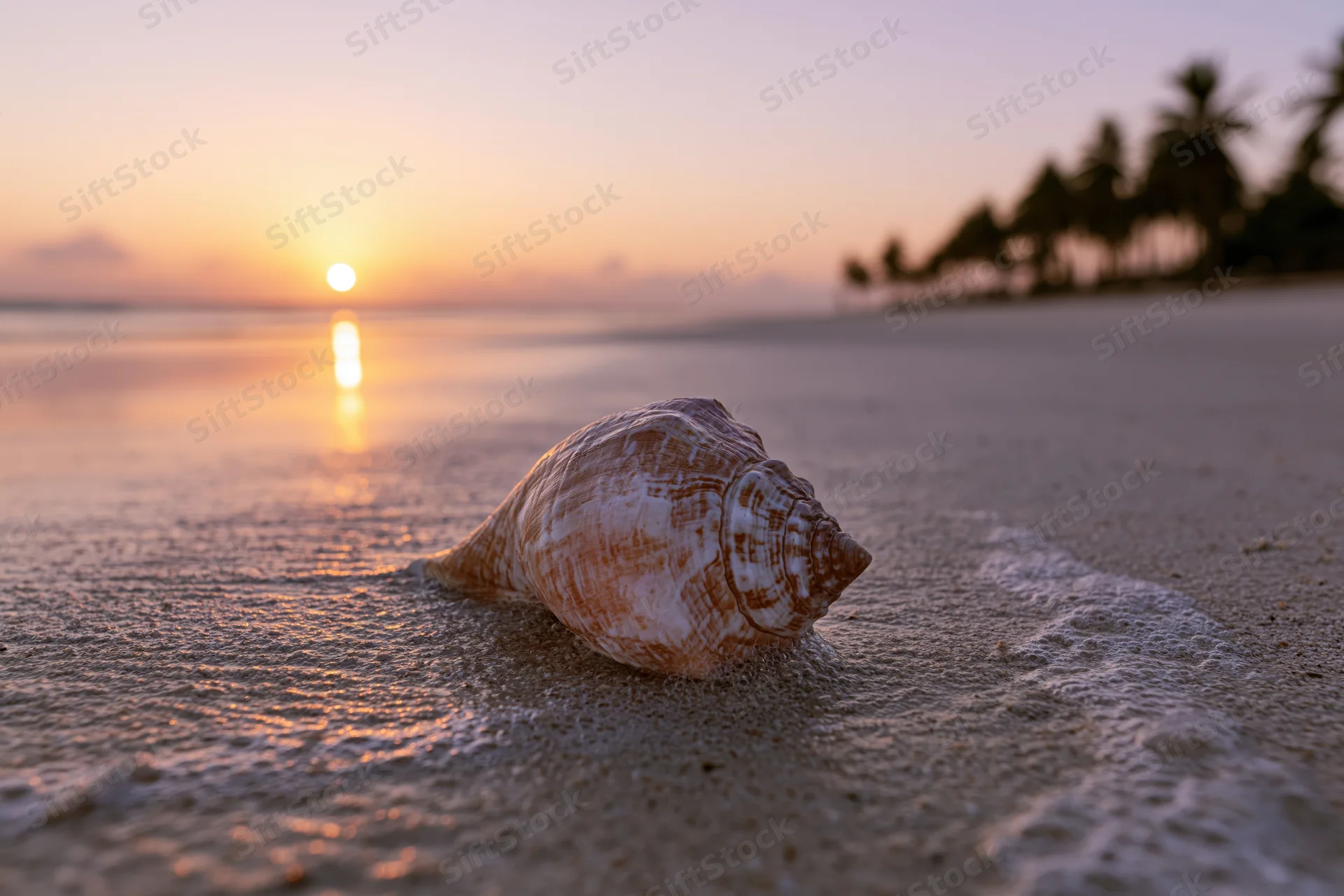 Seashell resting on wet sand at sunset on a tropical beach with palm trees and ocean horizon