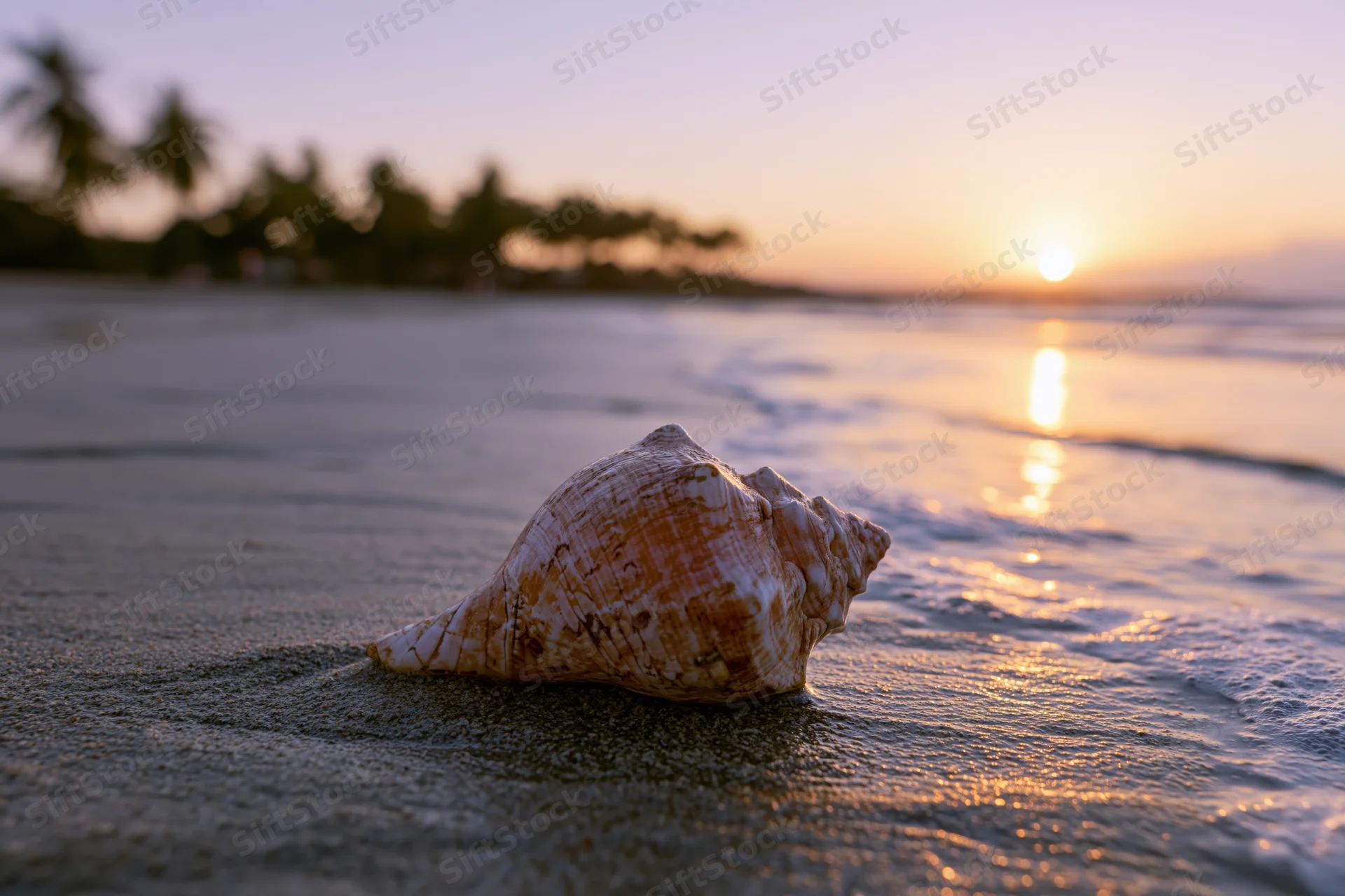 Seashell resting on wet sand at sunset on a tropical beach with palm trees and ocean waves in the background