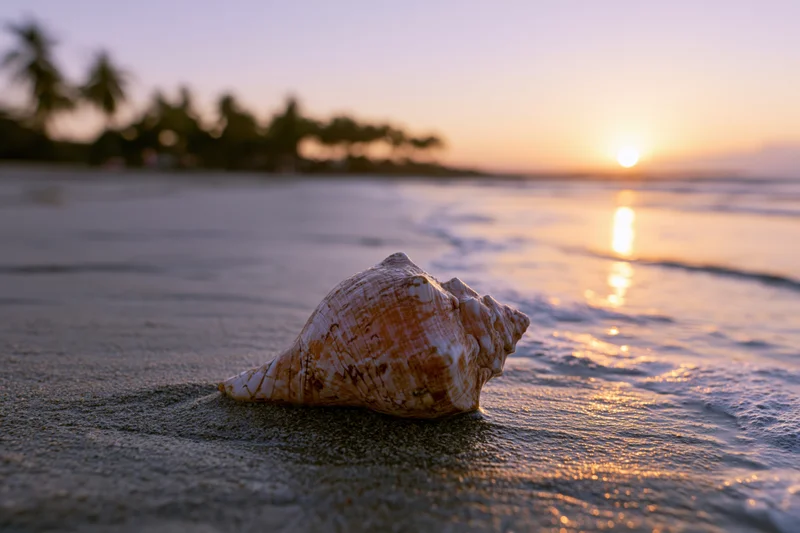 Seashell resting on wet sand at sunset on a tropical beach with palm trees and ocean waves in the background