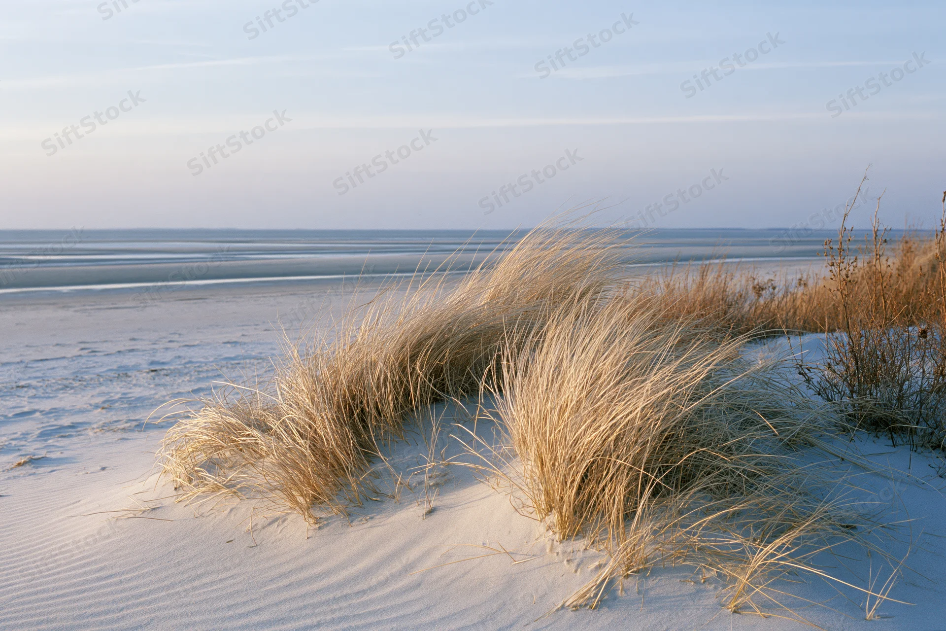 Snow-covered dunes with beachgrass blowing in the wind along a calm ocean shore at sunrise