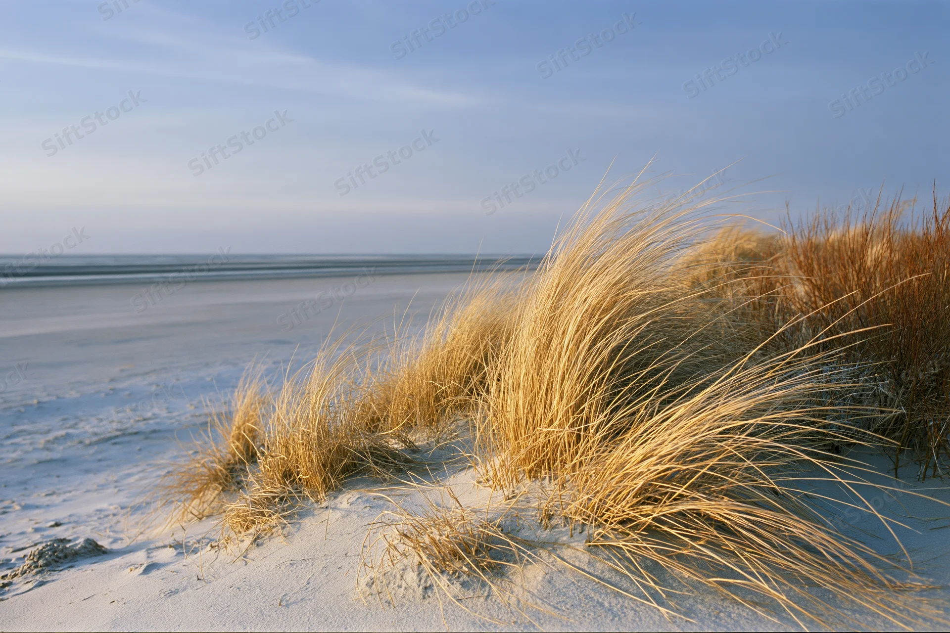 Tall golden grass swaying on a sandy dune beside the ocean under a clear blue sky