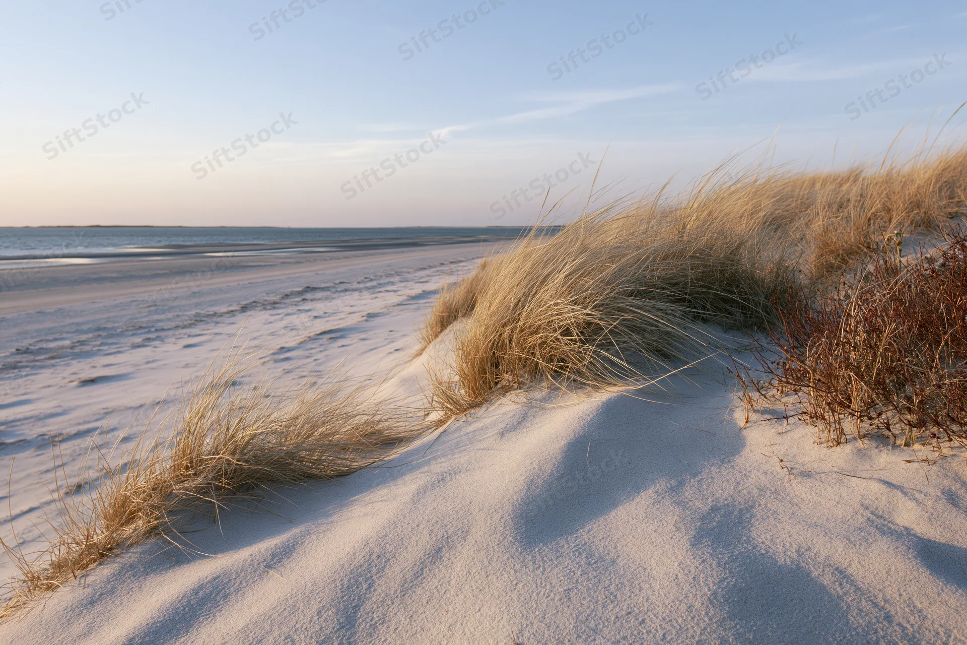 Wind-swept beachgrass on a sand dune overlooking the ocean at dawn