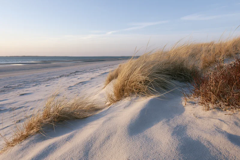 Wind-swept beachgrass on a sand dune overlooking the ocean at dawn