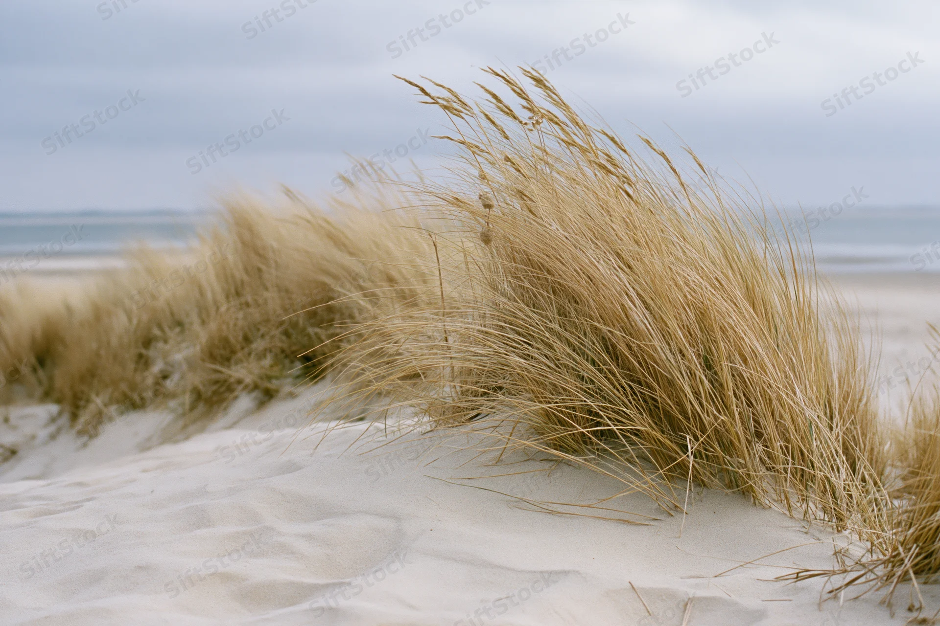 Golden beach grass blowing in the wind on a sandy dune near the ocean under an overcast sky
