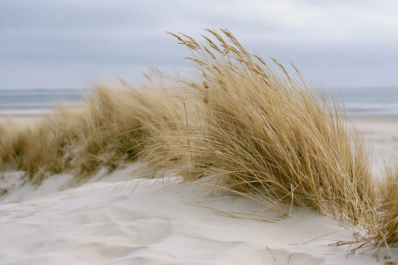 Golden beach grass blowing in the wind on a sandy dune near the ocean under an overcast sky