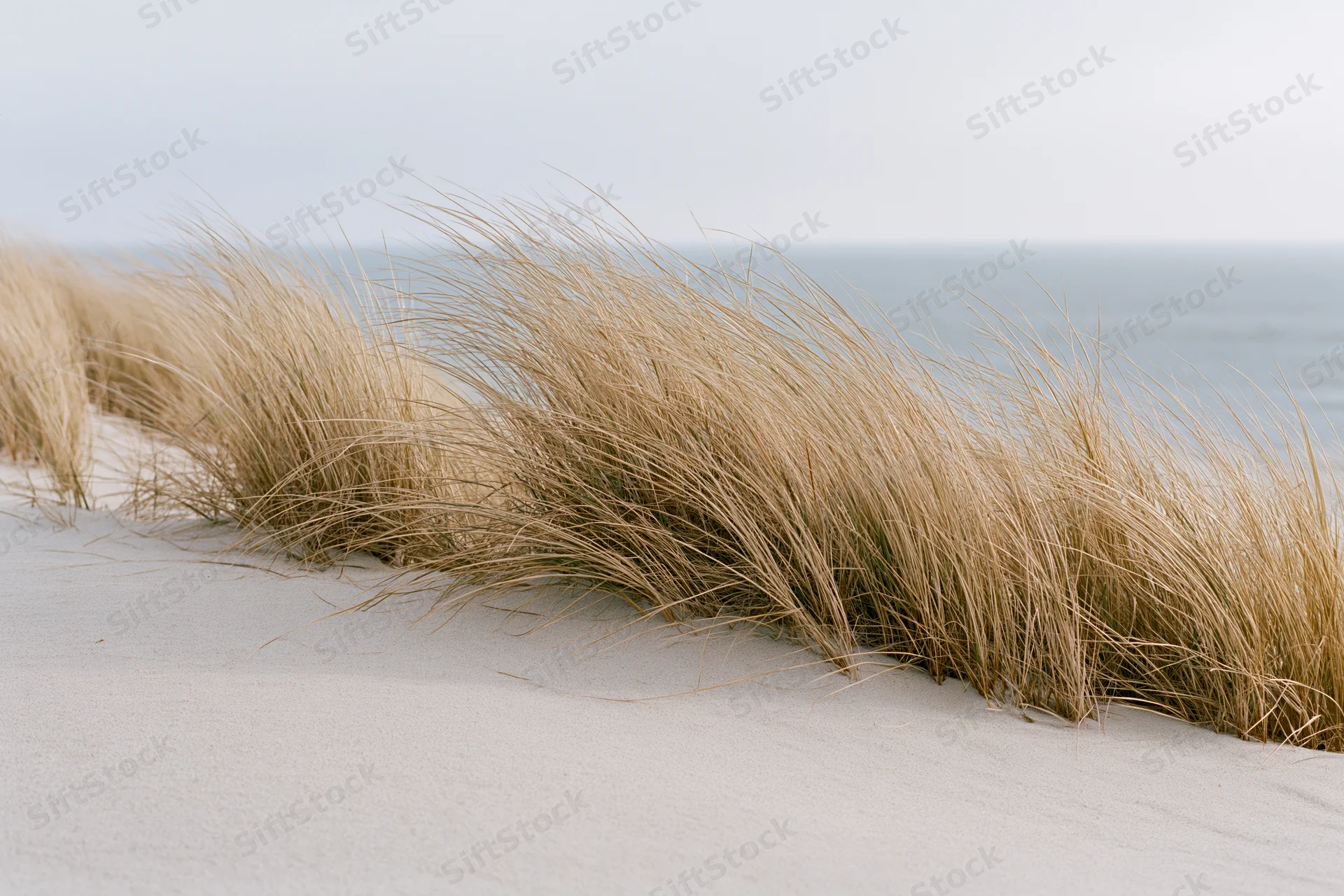 Windblown beachgrass growing on a sand dune overlooking the ocean
