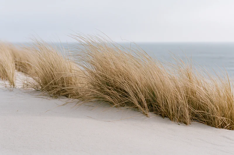Windblown beachgrass growing on a sand dune overlooking the ocean