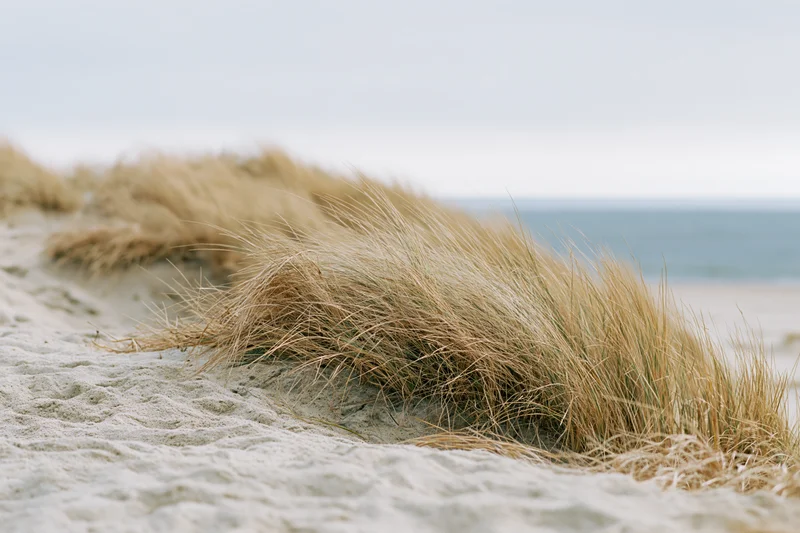 Beachgrass growing on sand dunes near the ocean under overcast sky