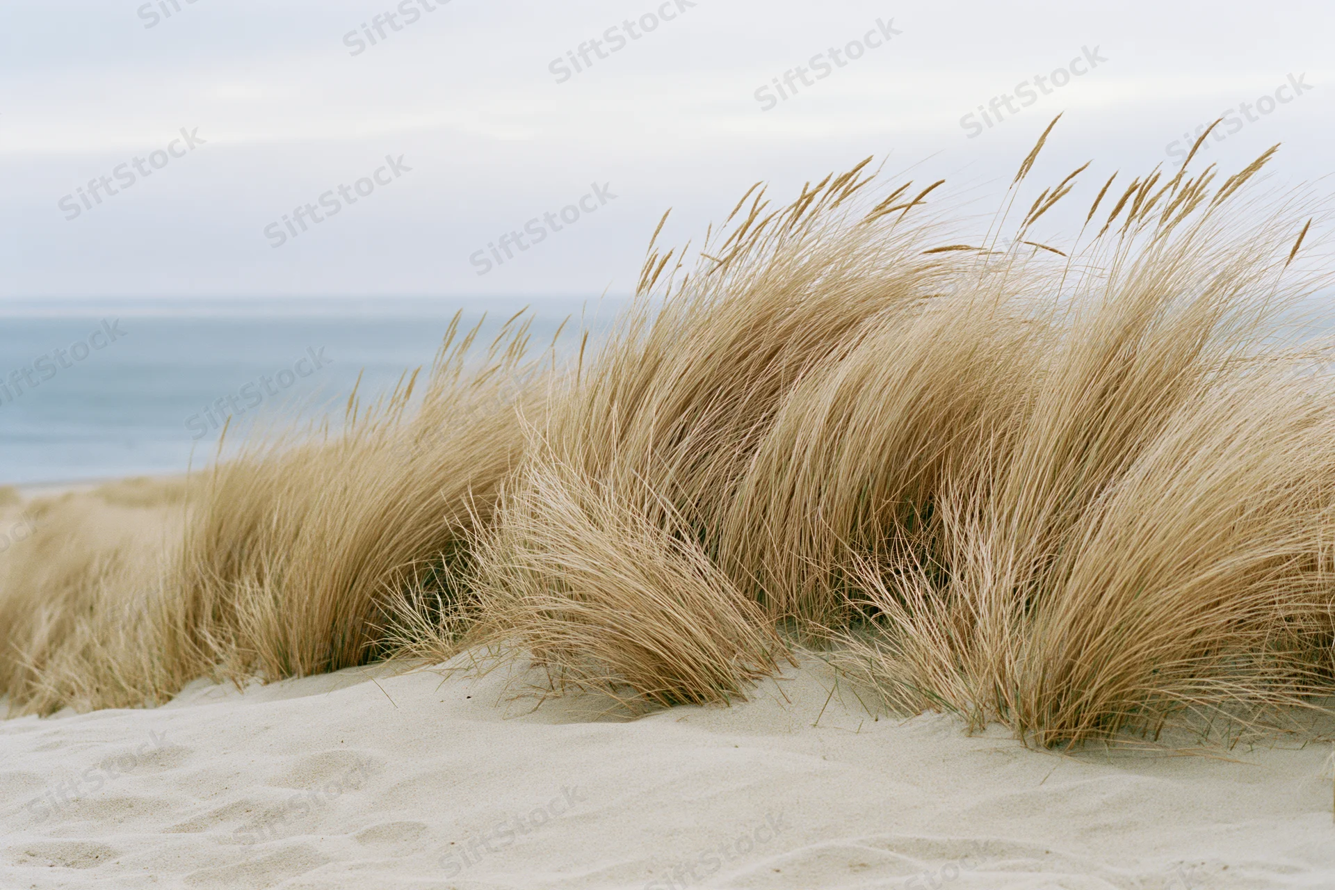 Tall beach grass growing on sand dunes beside the ocean under an overcast sky