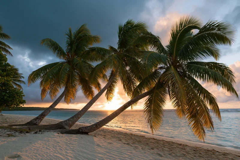 Palm trees leaning over sandy beach at sunset with ocean and cloudy sky