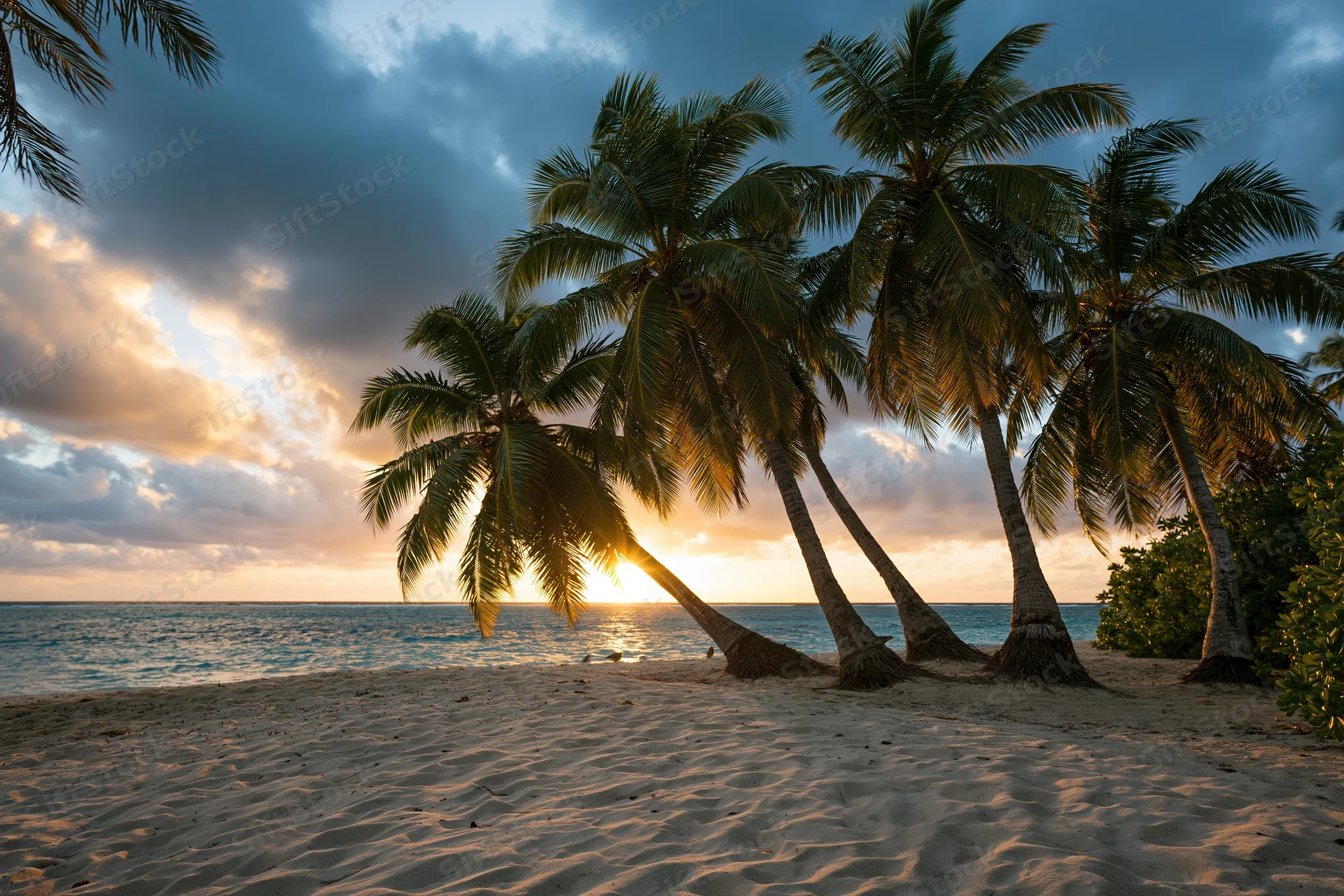 Palm trees on a sandy beach at sunset overlooking the ocean
