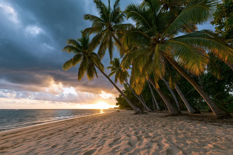 Palm trees lining a sandy beach at sunset with ocean and cloudy sky