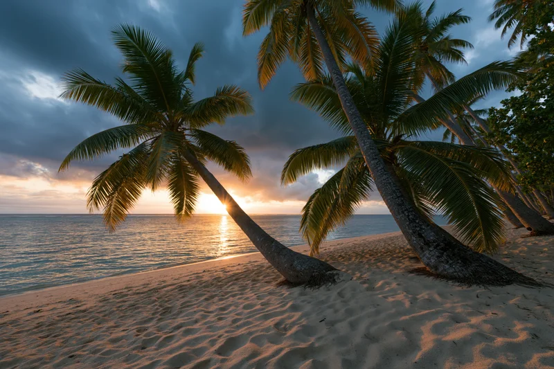Palm trees leaning on sandy beach at sunset overlooking ocean