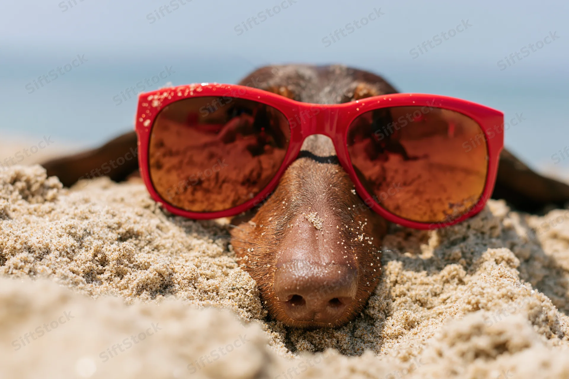 Dog wearing red sunglasses buried in sand at beach