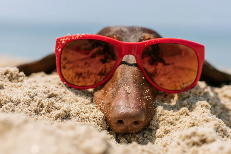 Dog wearing red sunglasses buried in sand at beach