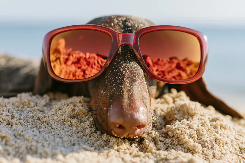 Dachshund wearing red sunglasses resting on sandy beach with ocean in background