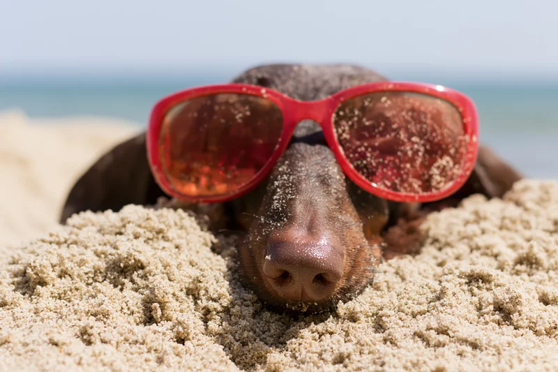 Dog wearing red sunglasses buried in sand at beach