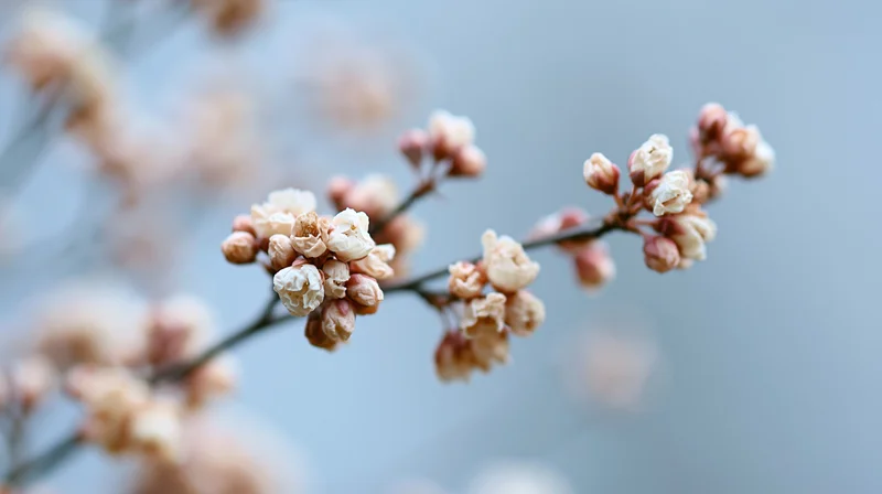 Cherry blossom branch in bloom against soft blue sky background