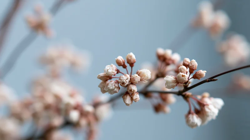 Cherry blossoms blooming on a branch against a soft blue sky