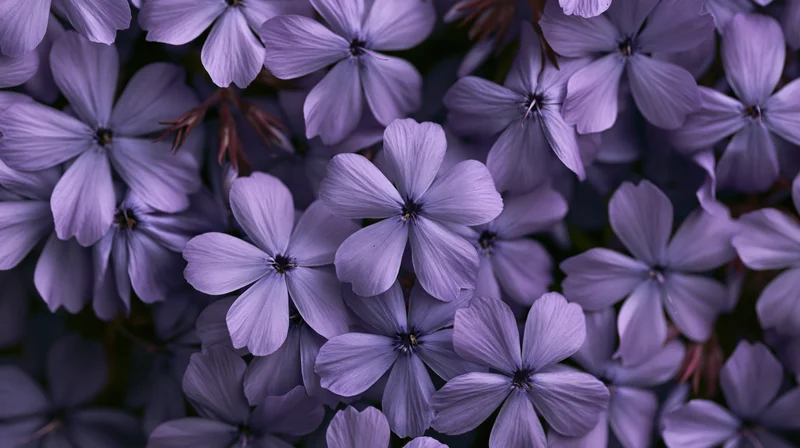 Closeup of purple phlox flowers blooming densely in a garden setting