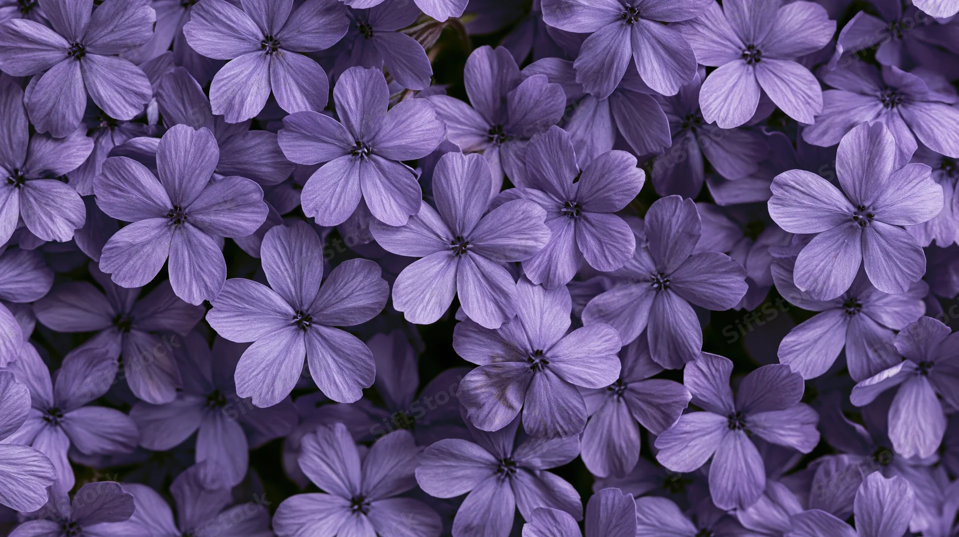 Closeup of purple phlox flowers densely clustered in a garden bed