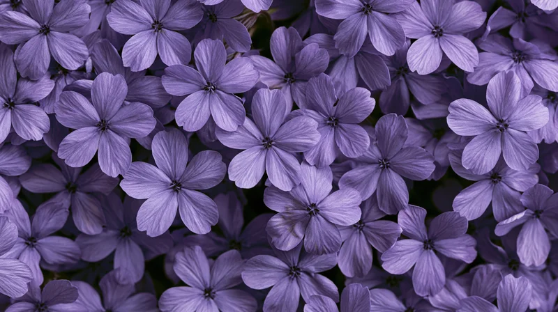 Closeup of purple phlox flowers densely clustered in a garden bed